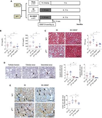 HBSP improves kidney ischemia-reperfusion injury and promotes repair in properdin deficient mice via enhancing phagocytosis of tubular epithelial cells